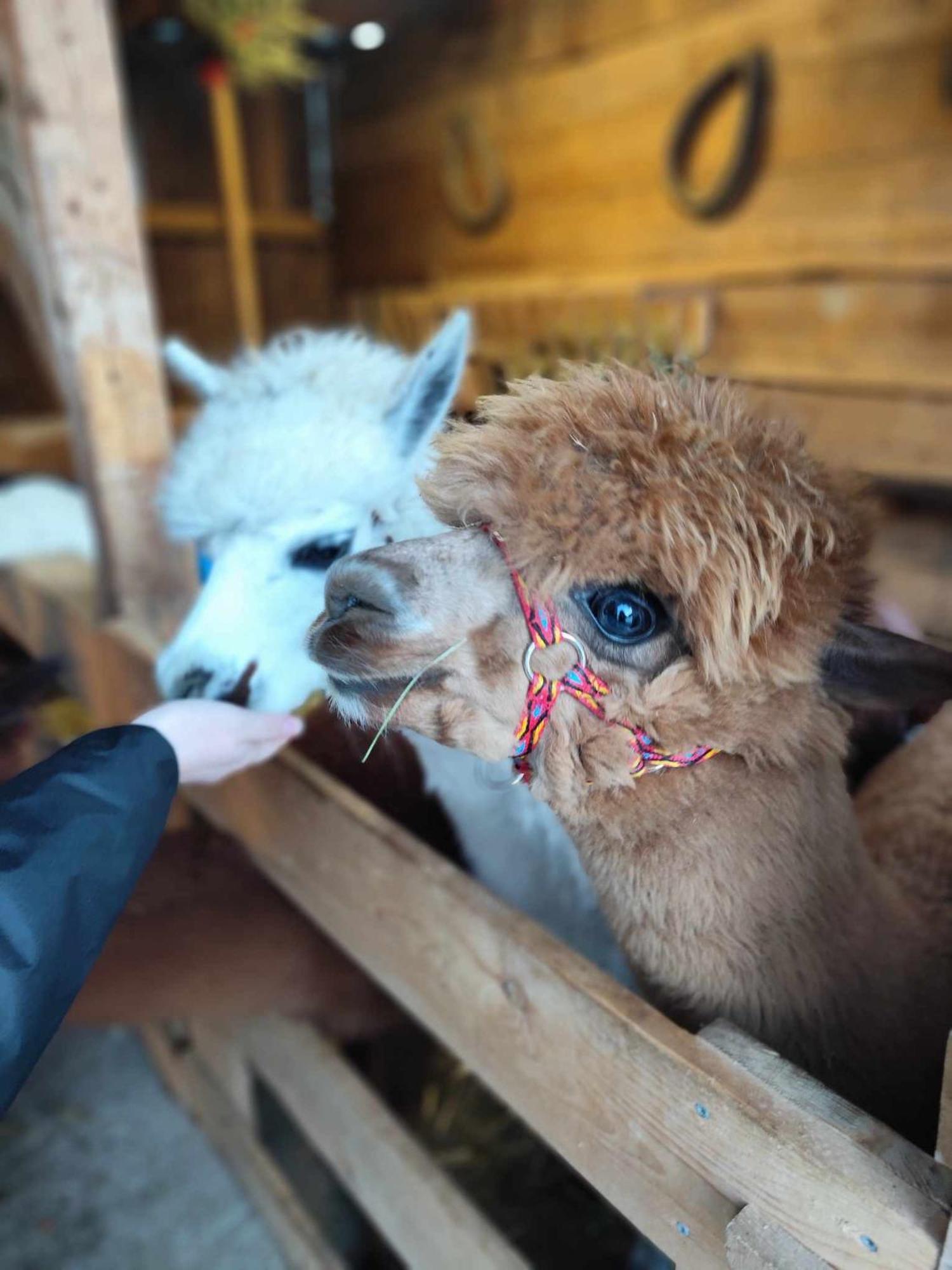 Pokoje Goscinne Jurgowianka المظهر الخارجي الصورة